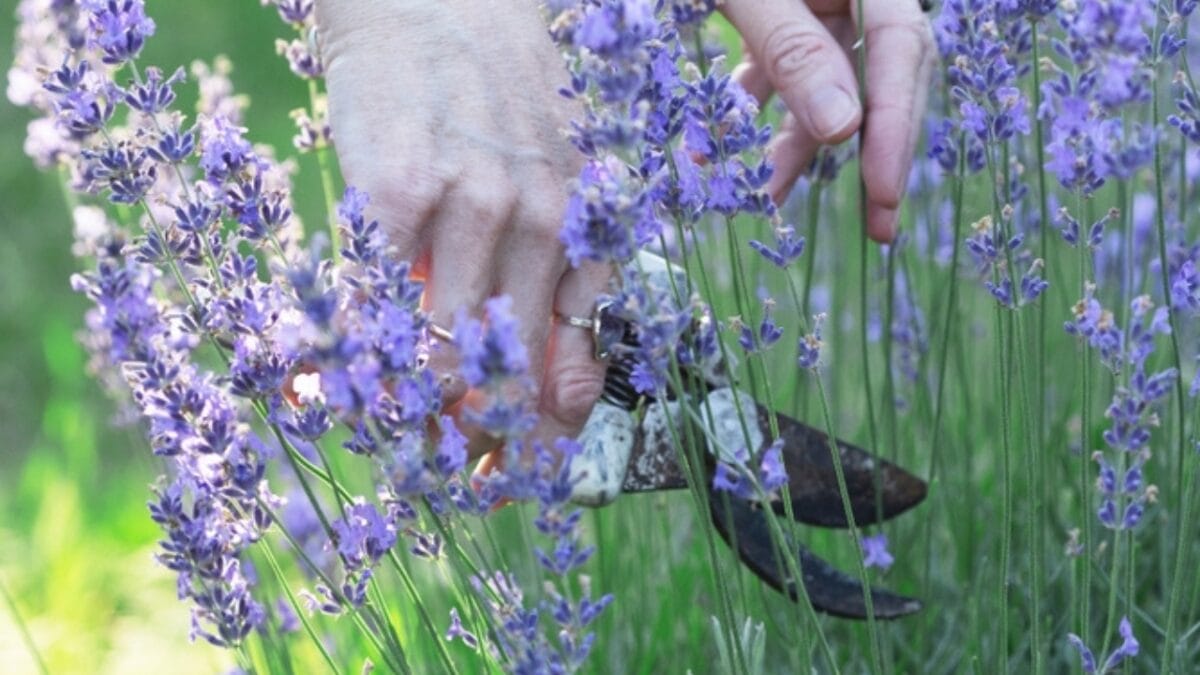 Maximize Your Lavender in Pots: Tips for Growing This Herb in Containers - pruning ss2420572245