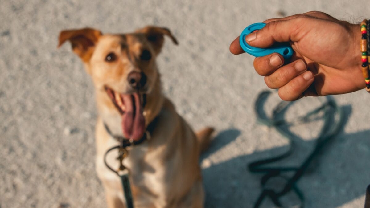 15 Tips for Successful Clicker Training Your Dog - recharging clicker with dog ss1917512219