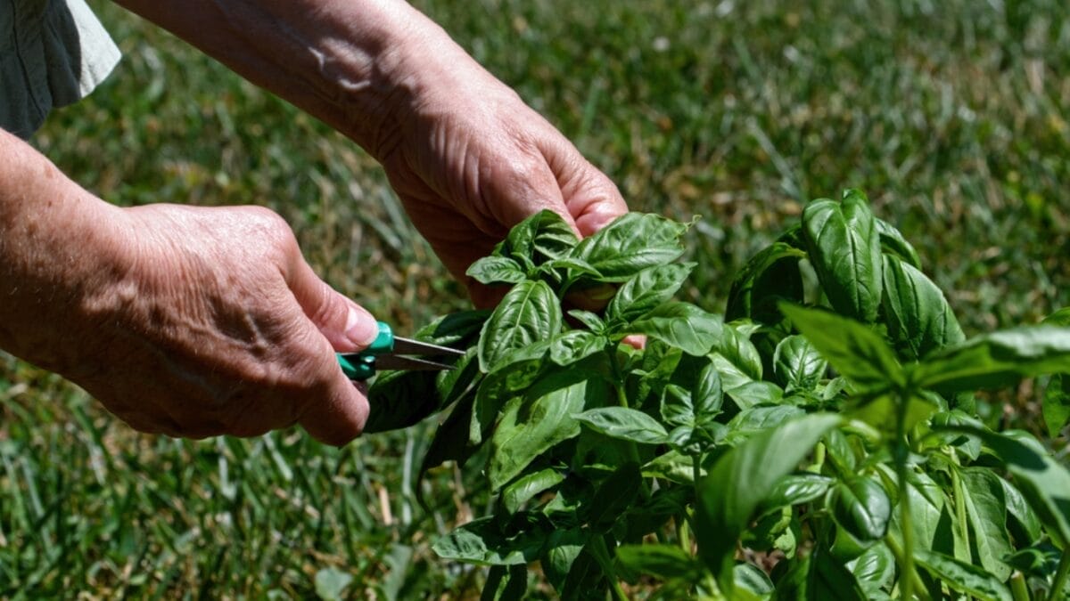 How to Cut Basil for an Abundant Harvest All Season Long - right way to harvest ss1786218122