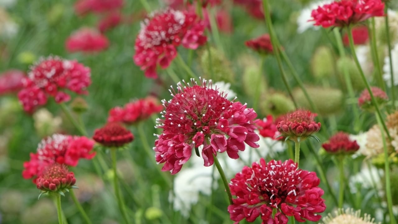Plant These 12 Flower Seeds in September for Abundant Color Next Season - scabiosa ss2349450159