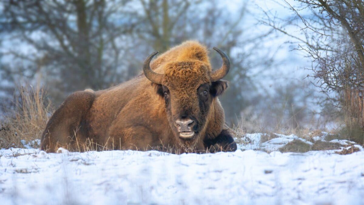 After 10,000 Years, Wild Bison Return Thanks to Restoration Efforts - snow bison ss1892405971