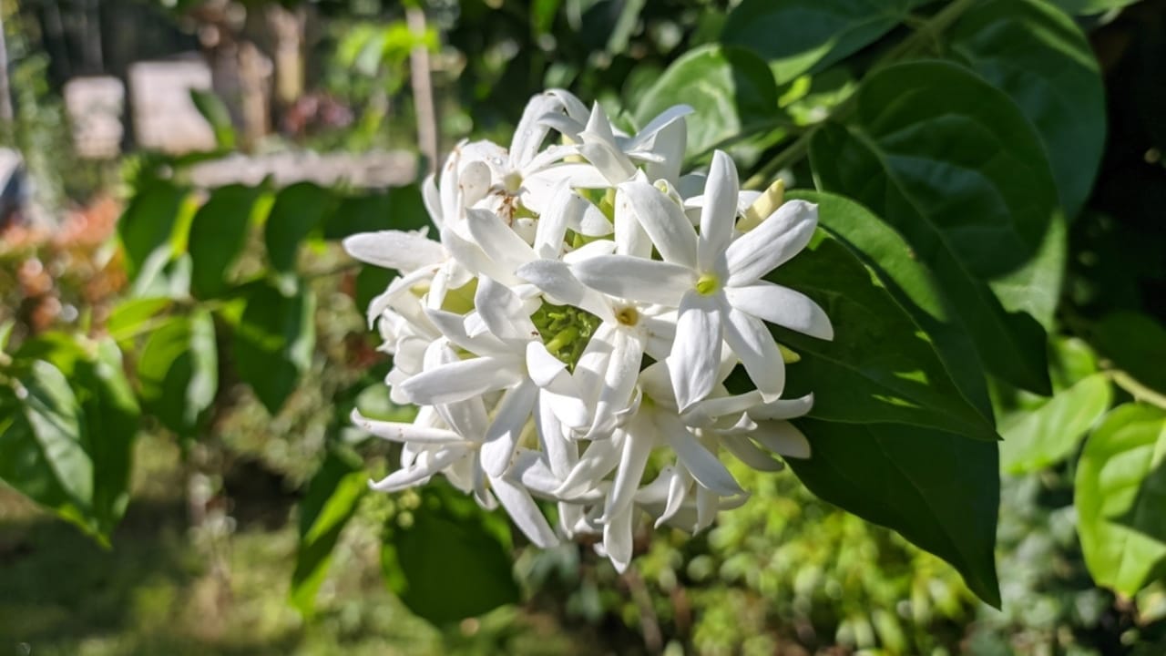 8 Reasons Why Gardeners are Obsessed with Star Jasmine & You Will Be Too - star jasmine flower ss2167367141