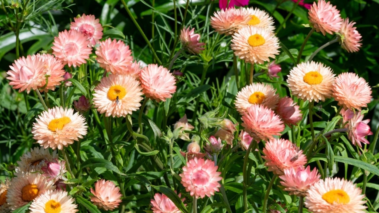 15 of the Best Cut & Come Again Flowers for Continuous Blooms - strawflower ss2377481139