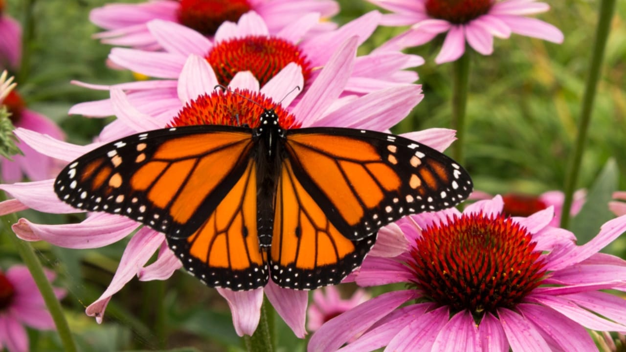 10 Reasons Why You Should Plant Midnight Oil Pink Sunflowers in Your Garden - sunflower with butterfly ss1176094861