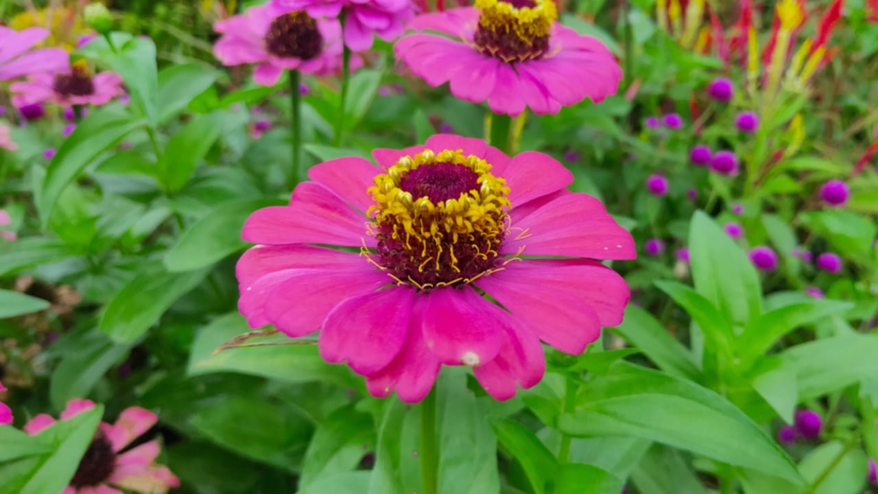 10 Reasons Why You Should Plant Midnight Oil Pink Sunflowers in Your Garden - symbolic pink sunflower ss2455417213