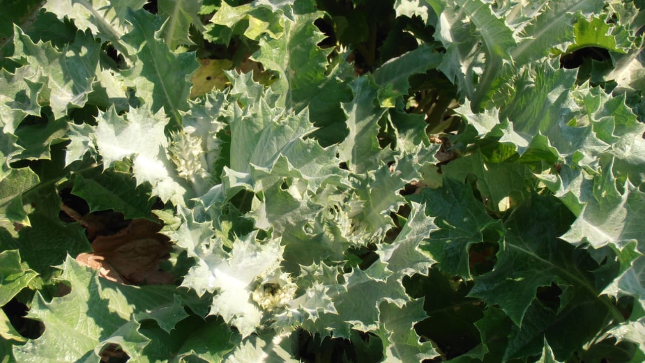 What Gardening Experts Know About Thistle That Others Don't - thistle leaves dp11606858