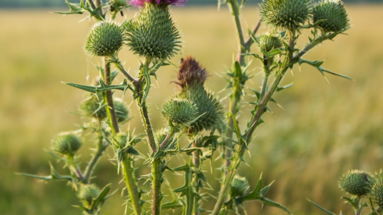 What Gardening Experts Know About Thistle That Others Don't - thistle stalk ss539302747