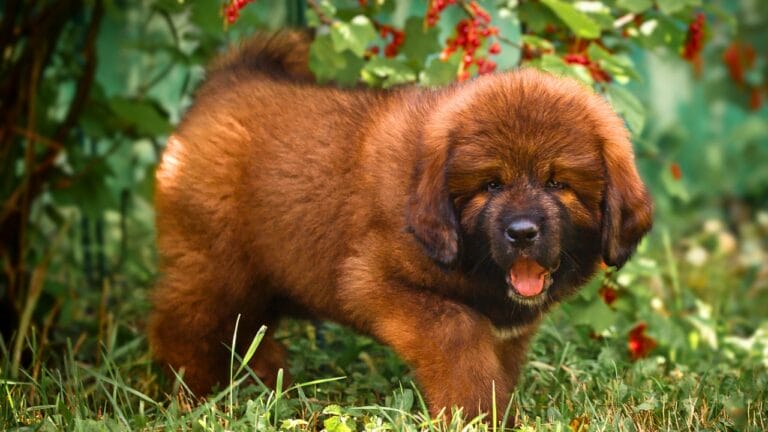 The World s Most Expensive Dog Sold For 1 95 Million The World s Most Expensive Dog Sold For 1 95 Million