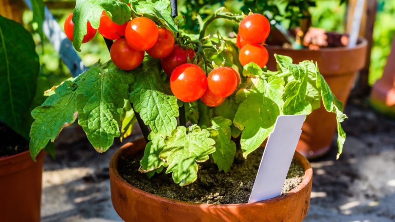 10 Tomato Growing No-Nos for Container Gardening - tomatoes ss464731556