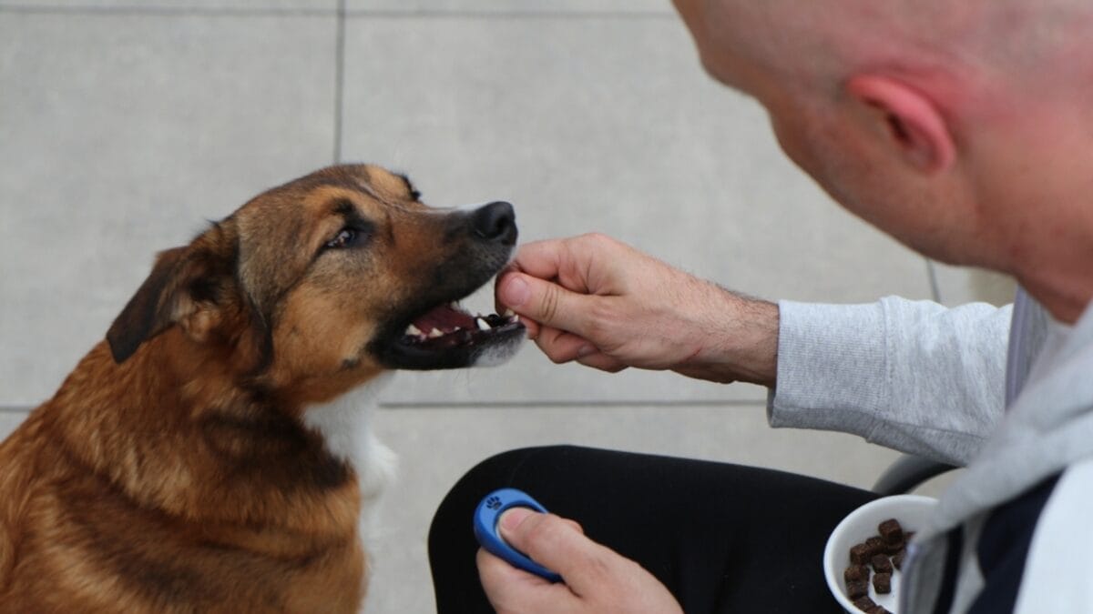 Dogs Can Smell Your Stress, Leading to Behavioral Changes, Study Shows - training dog clicker ss2196605923