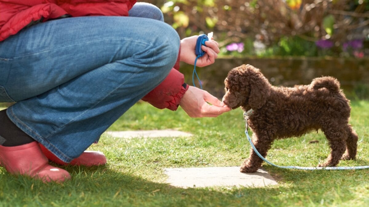 15 Tips for Successful Clicker Training Your Dog - training with clicker ss181328015