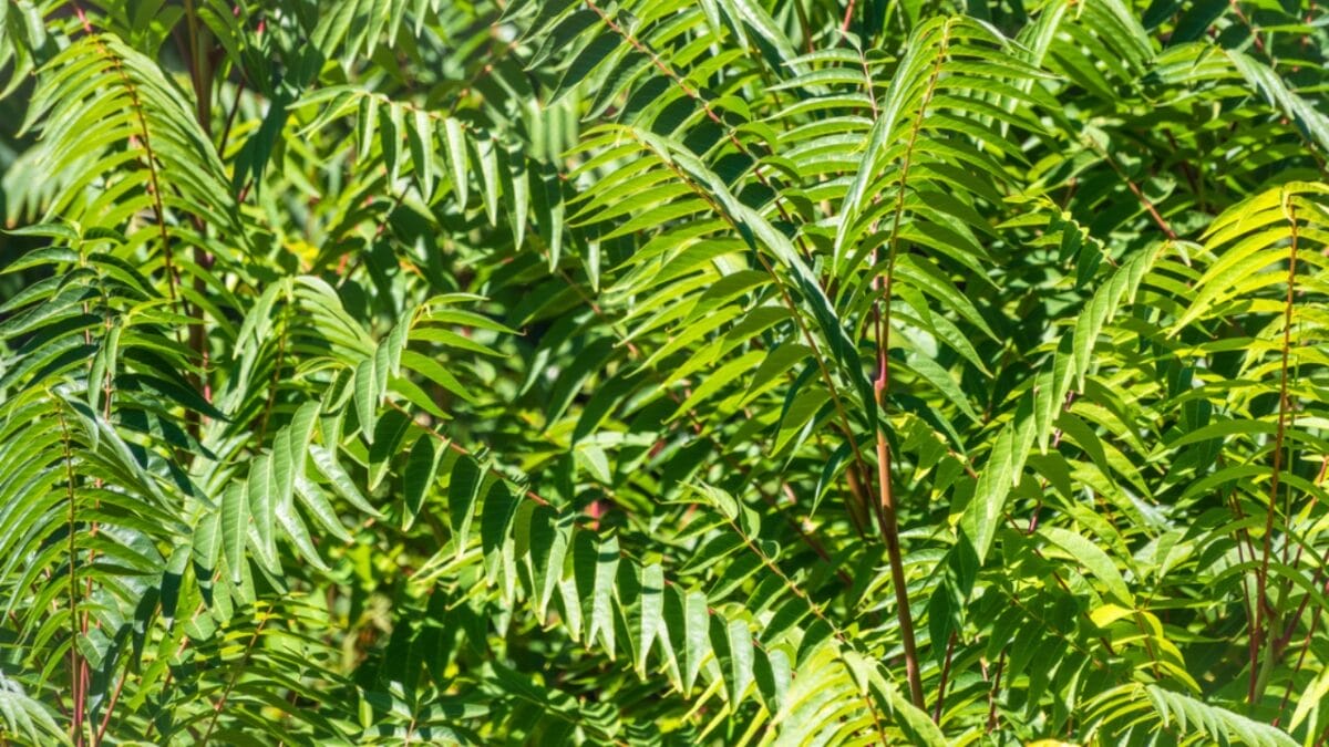 12 Invasive Plants You Must Remove ASAP from Your Yard - tree heaven ss1940606242