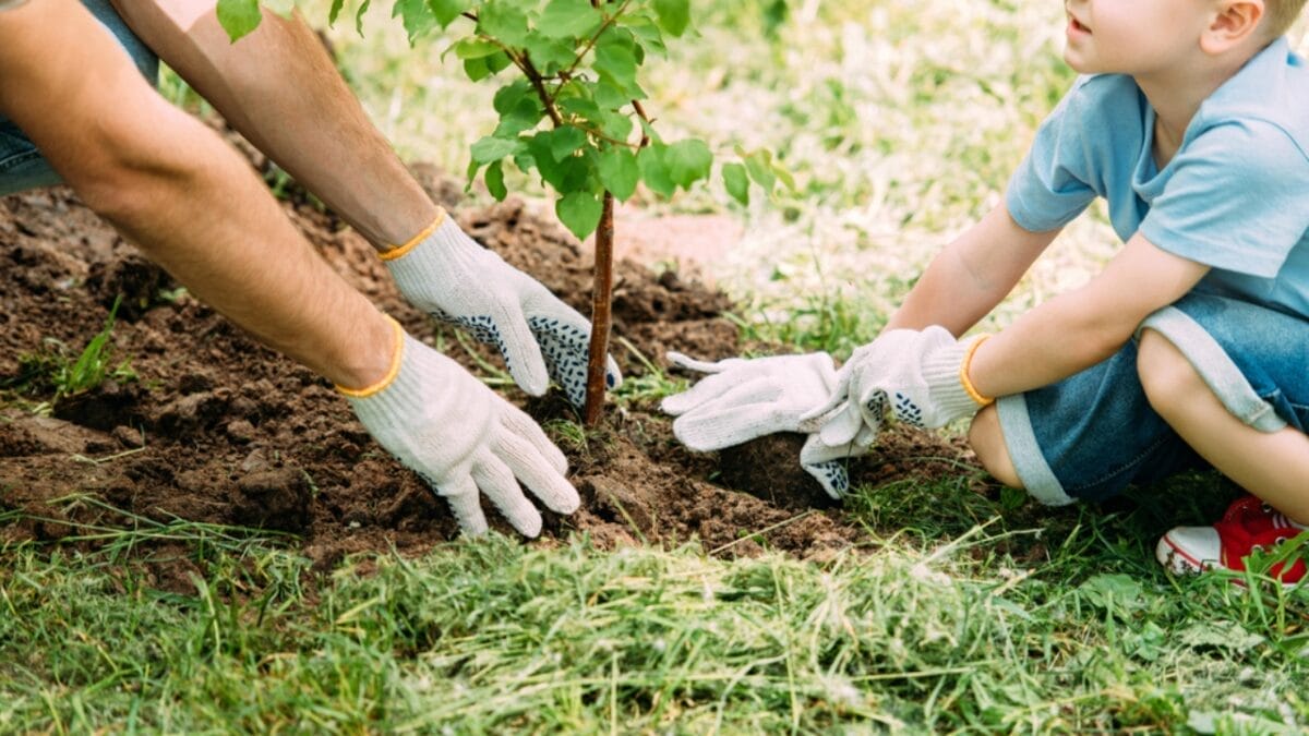 10 Savvy Ways to Grow Your Garden for Free - tree seedling dp197149726