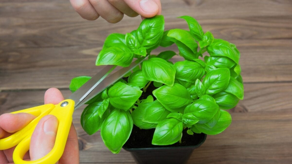 How to Cut Basil for an Abundant Harvest All Season Long - trimming basil ss2157552113