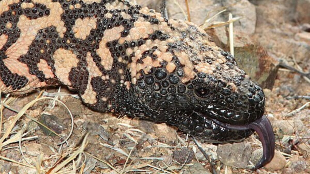 The Only Venomous Lizard in the U.S. Could Help Treat Diabetes - venom wc