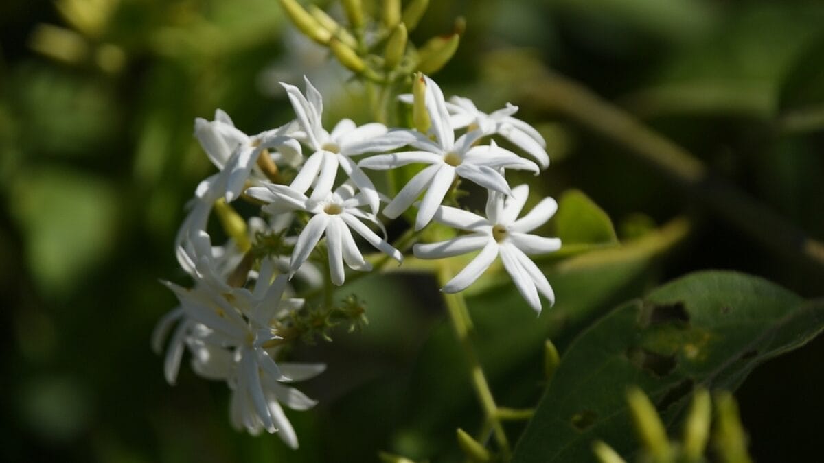 8 Reasons Why Gardeners are Obsessed with Star Jasmine & You Will Be Too - versatile and easy to grow ss2277158279