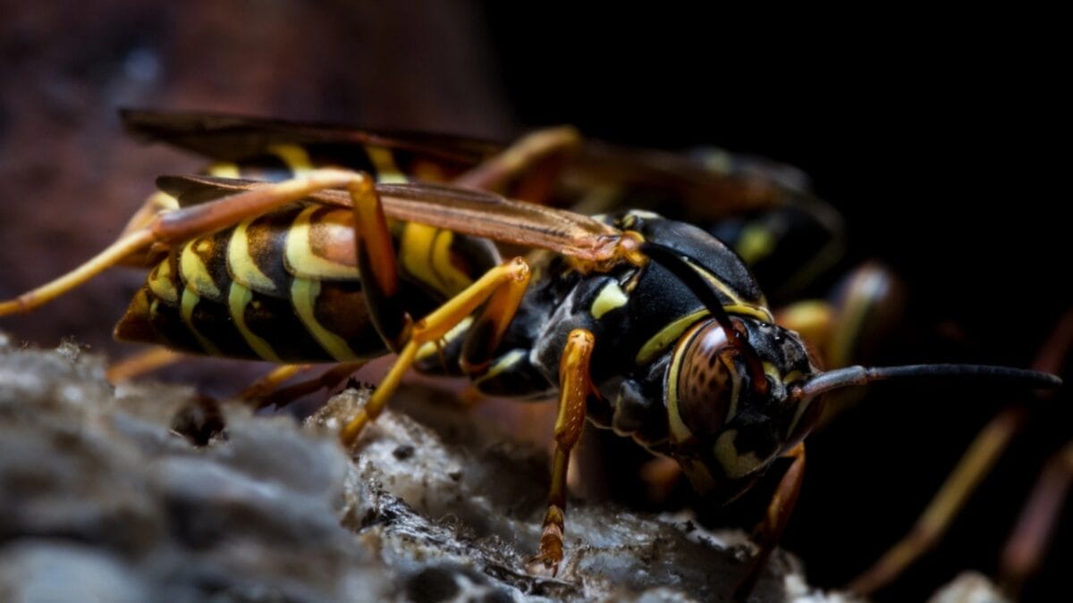 Edible Insects are Gaining Buzz: 7 Things You Should Know - wasp dp85484612