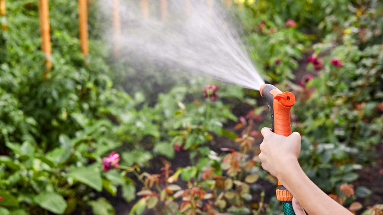 Watering Process 15 Garden Watering Mistakes That are Killing Your Plants