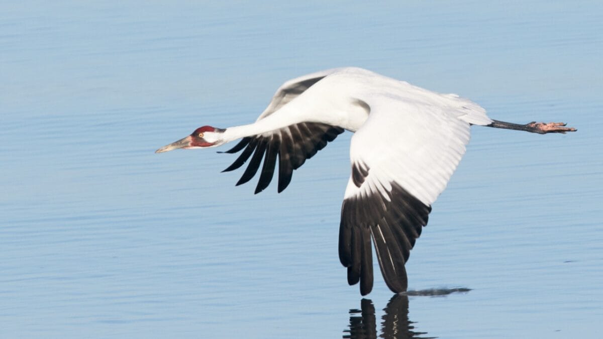8 Birds We Used to Eat, But are Now Protected - whooping crane dp66108277
