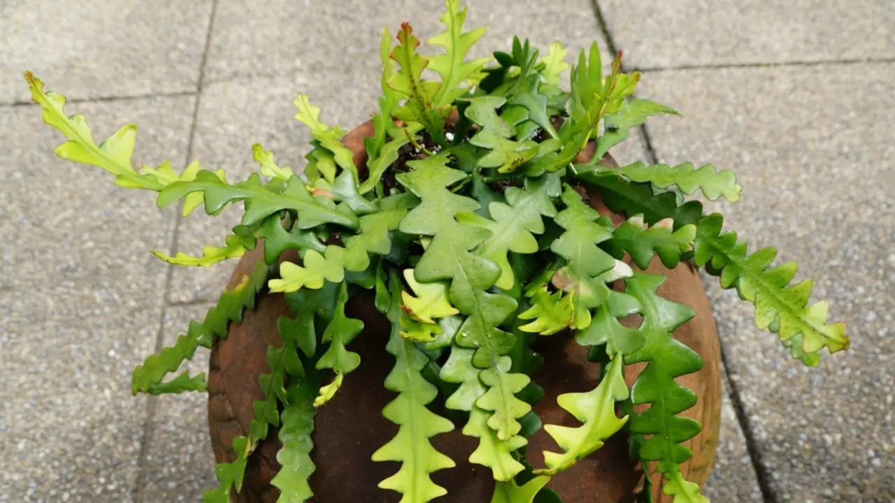How to Grow & Care for the Quirky Fishbone Cactus Plant - zig zag cactus ss1993063931