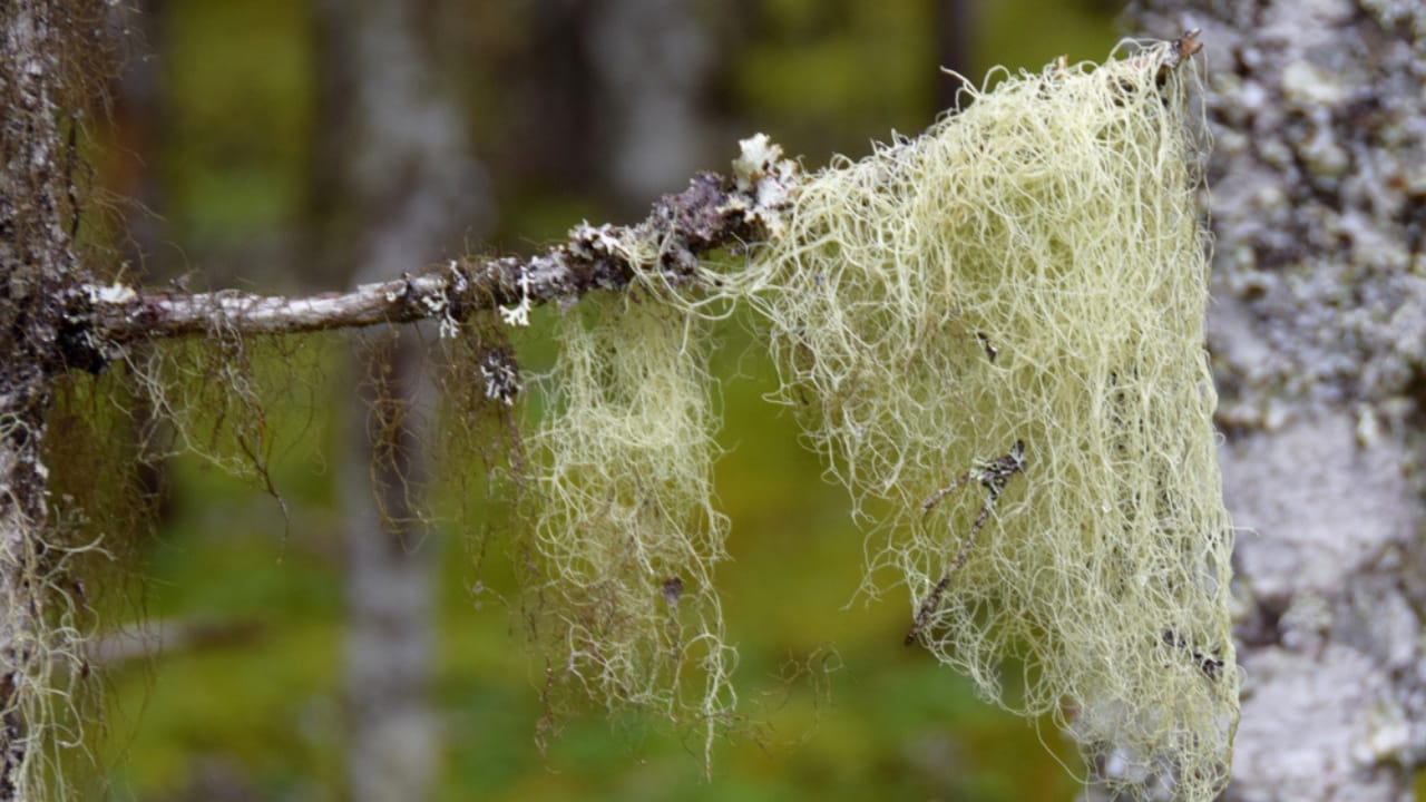 9 Reasons Why the Usnea Lichen Is Nature's Best-Kept Secret - Alectoria sarmentosa Usnea lichen ss1163401540