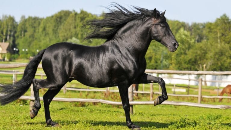 13 Breeds of Black Horses That Radiate Strength & Timeless Beauty
