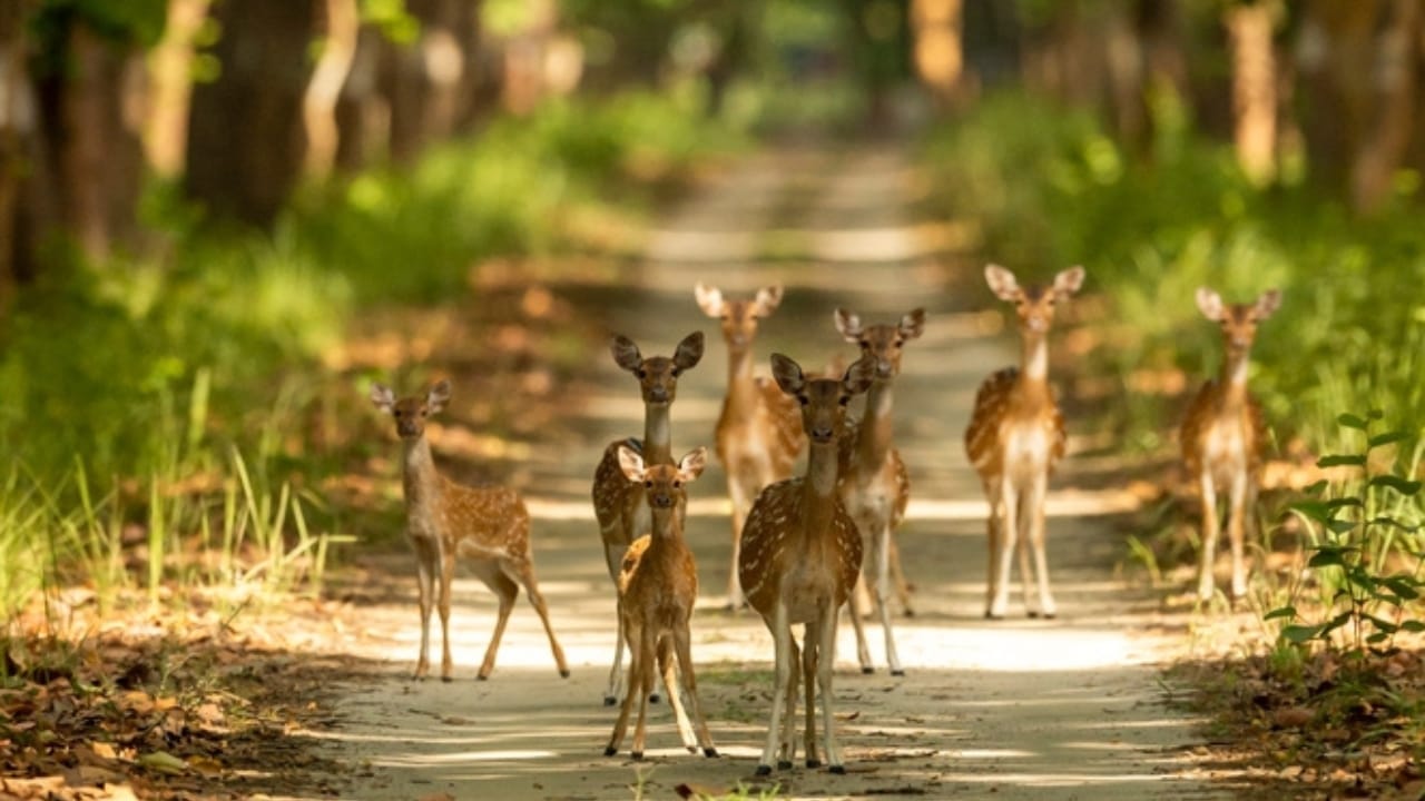 India's Invasive Deer Species Spreading Across the U.S. -