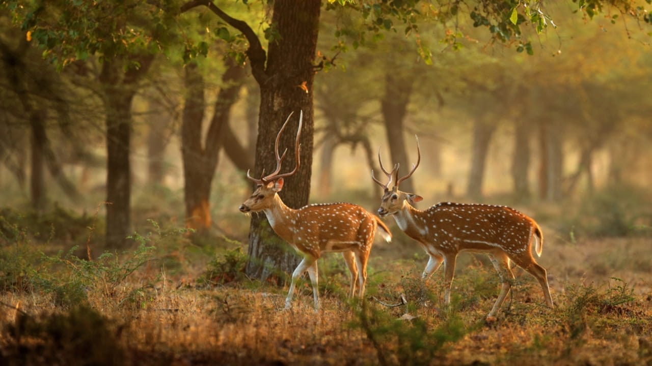 India's Invasive Deer Species Spreading Across the U.S. -