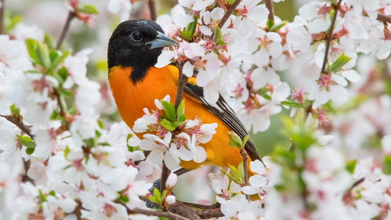 How to Transform an Ordinary Rake into a Backyard Oriole Bird Feeder  - Baltimore Oriole bird ss1088364701