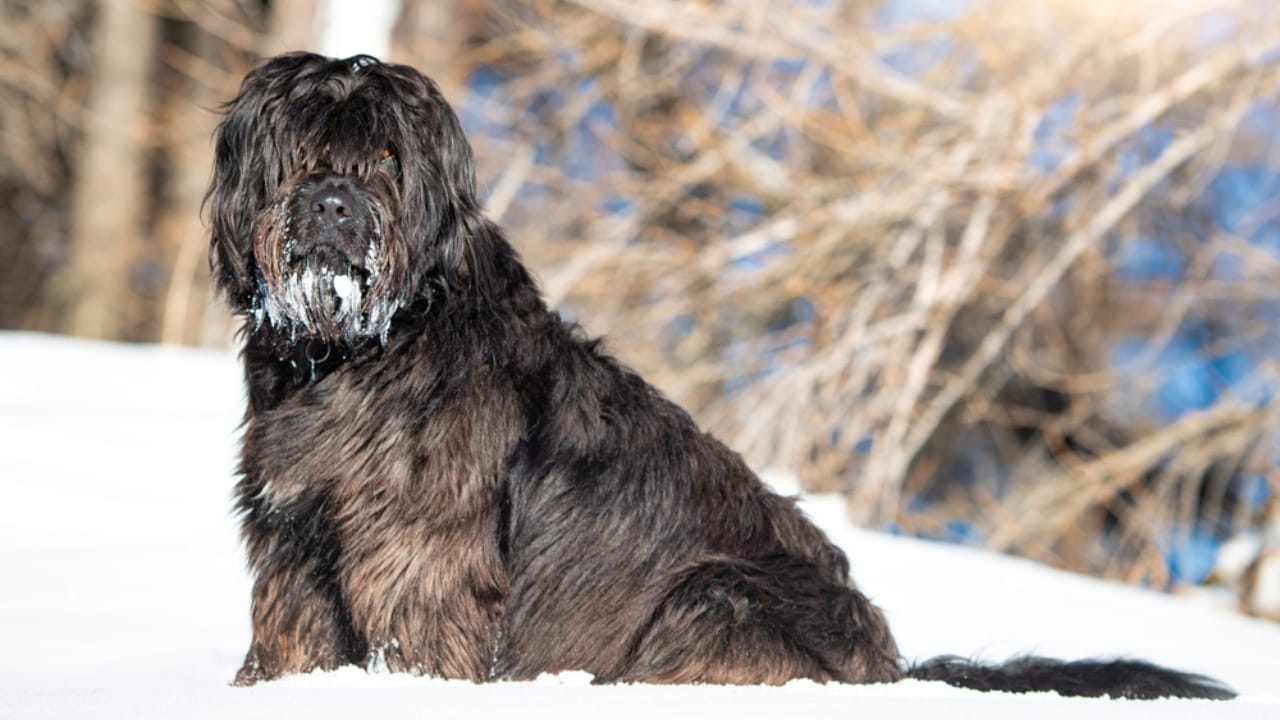 Meet the New Dog Breeds the AKC Has Recognized Since 2000 - Bergamasco Sheepdog ss1621613533