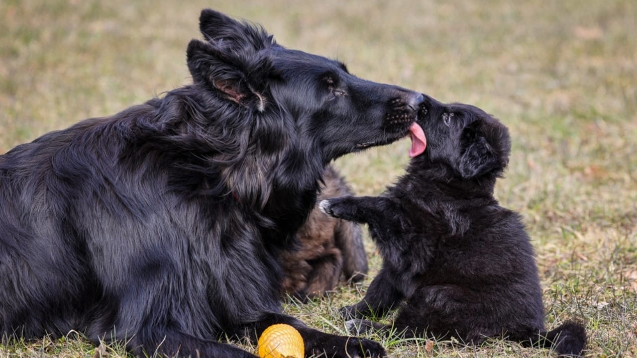 10 Rare German Shepherd Colors You Never Knew Existed - Black German Shepherds ss2446446633