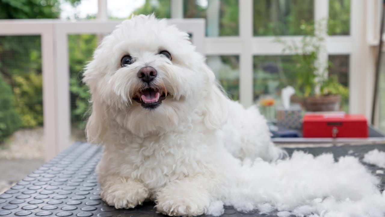 10 Fun Facts About the Bolognese —It’s Not the Pasta Sauce - Bolognese dog dp169668574