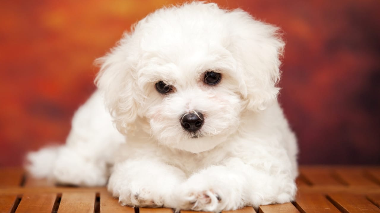 10 Fun Facts About the Bolognese —It’s Not the Pasta Sauce - Bolognese dog dp492853966