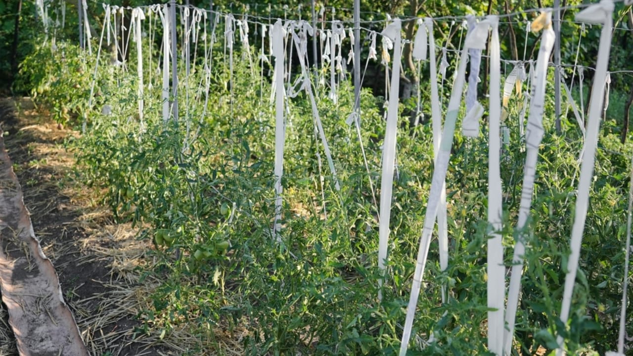 Old Socks, New Purpose: 20 Clever Ways to Reuse Them - Bushes with ribbons ss2491869243