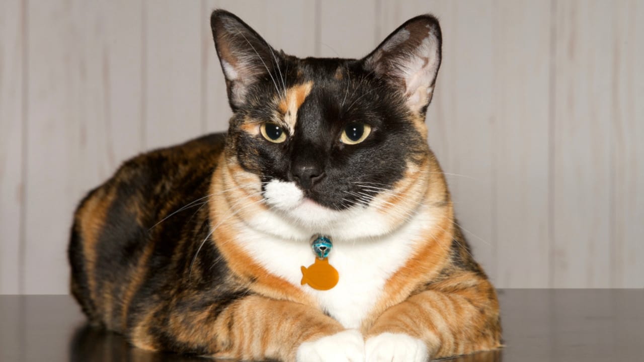 Male Calico Cats are Extremely Rare: 13 Facts Few People Know - Calico cat with fish collar ss1024970098