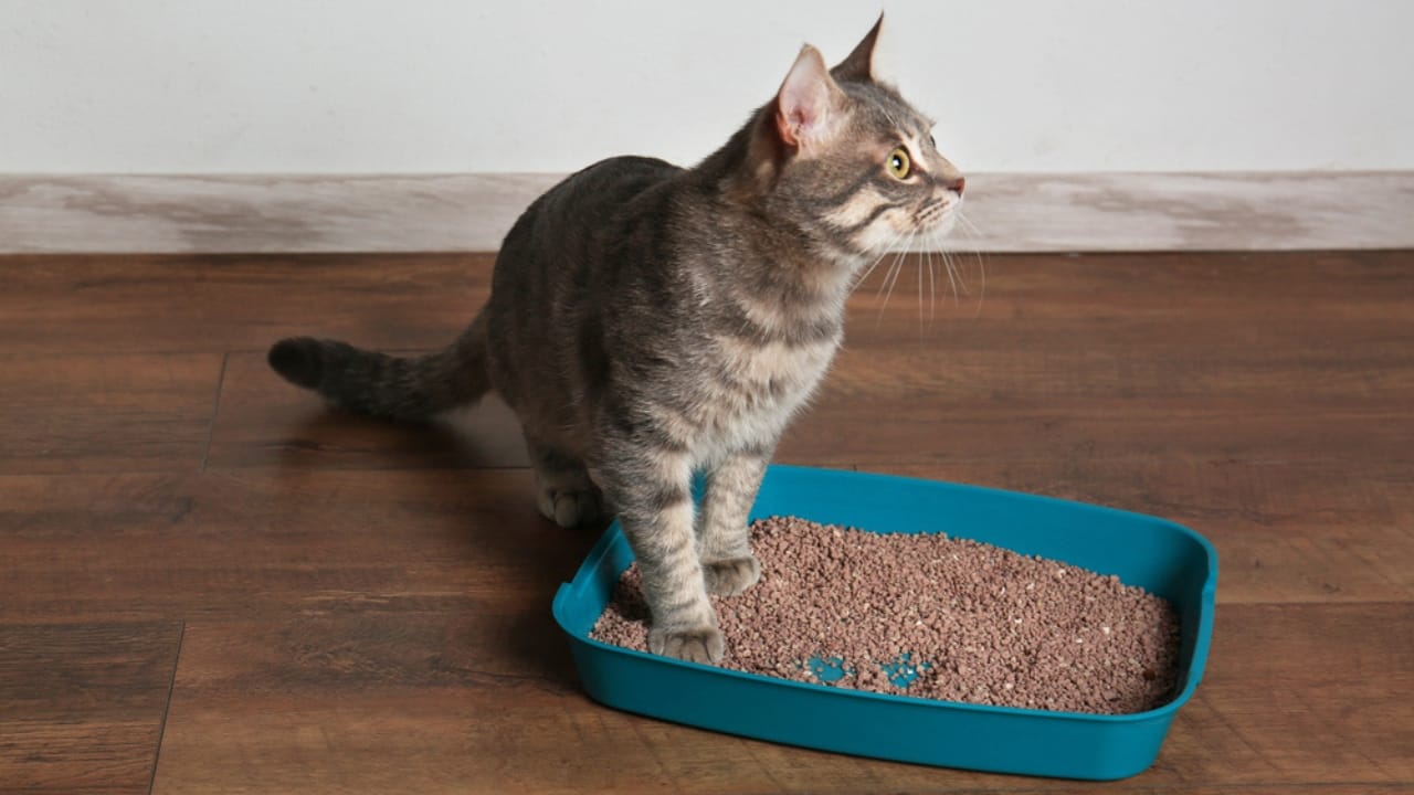 15 Unique Traits That Set Kittens Apart from Adult Cats -