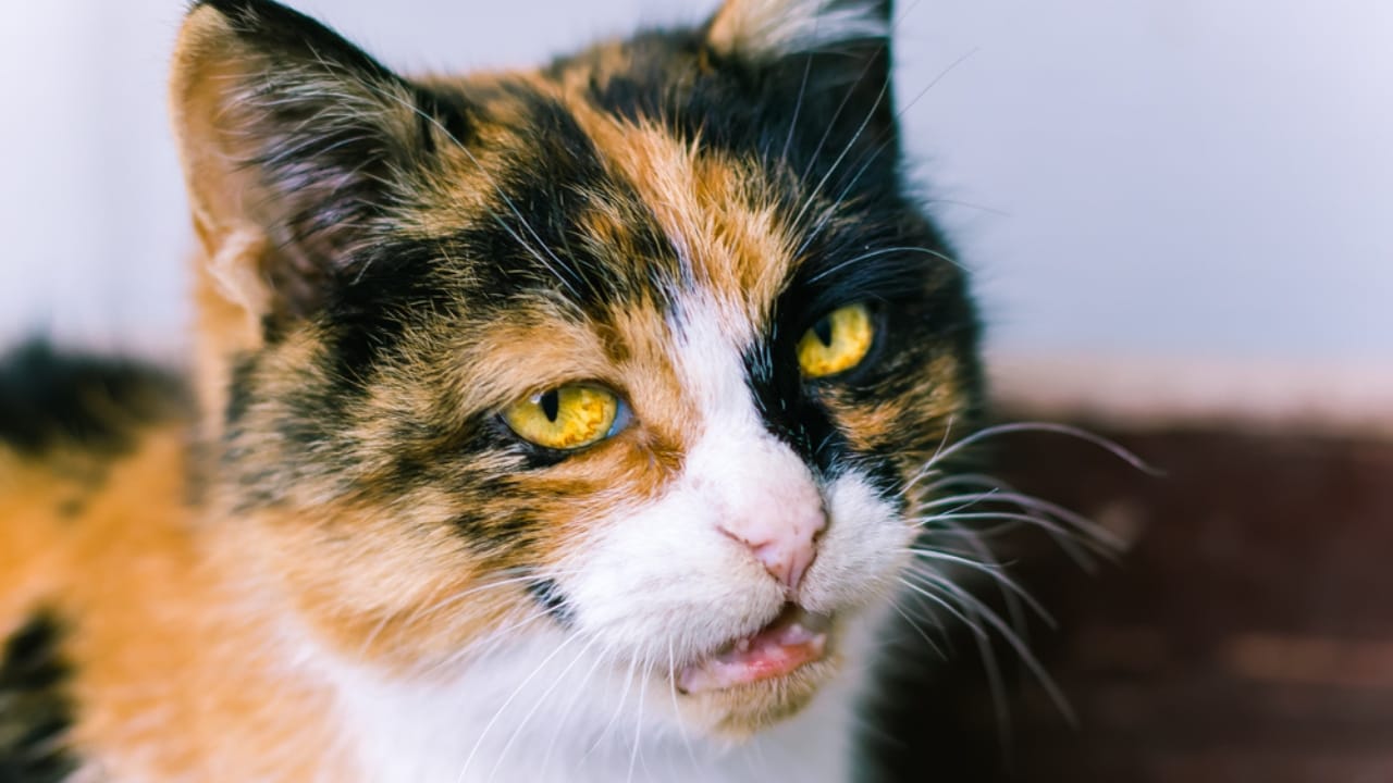 Male Calico Cats are Extremely Rare: 13 Facts Few People Know - Cattitude cat calico dp674558026