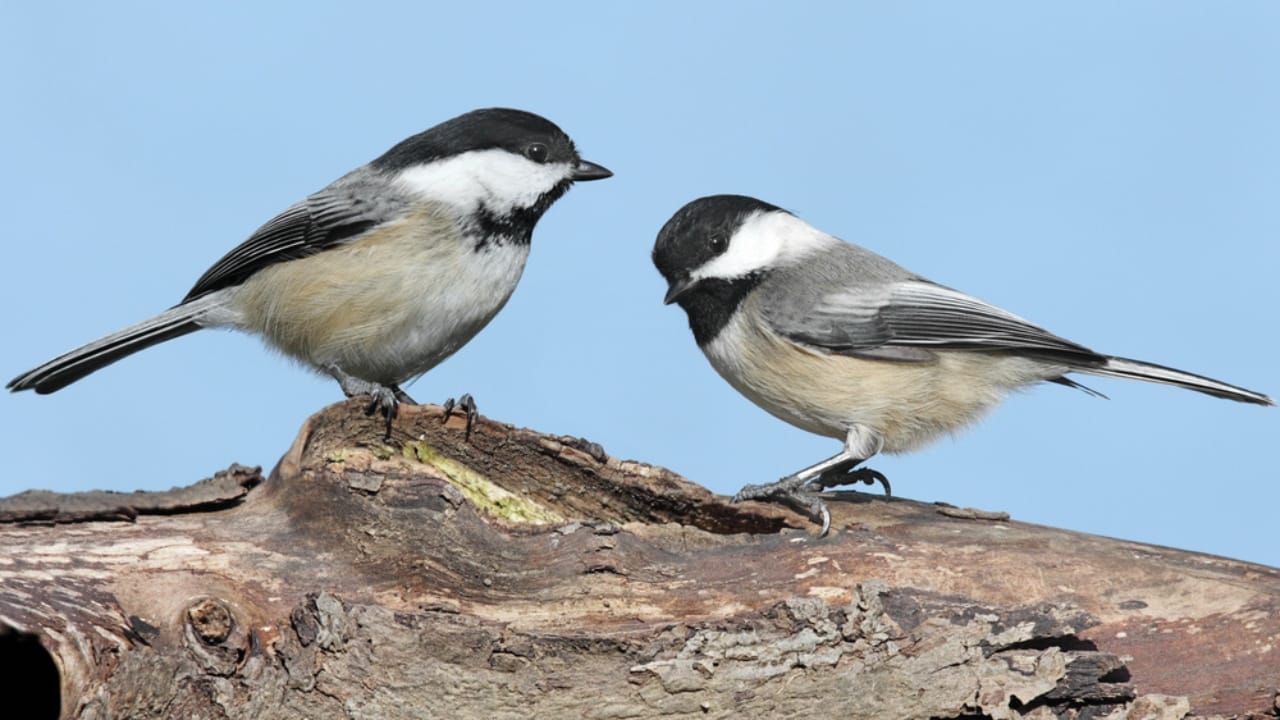 18 Birds Known for Their Black Heads - Chickadees bird dp7918273