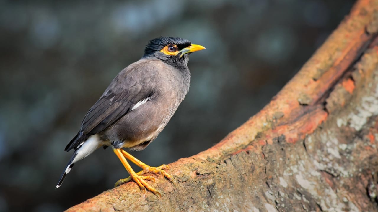 18 Birds Known for Their Black Heads - Common Myna Bird dp206729598