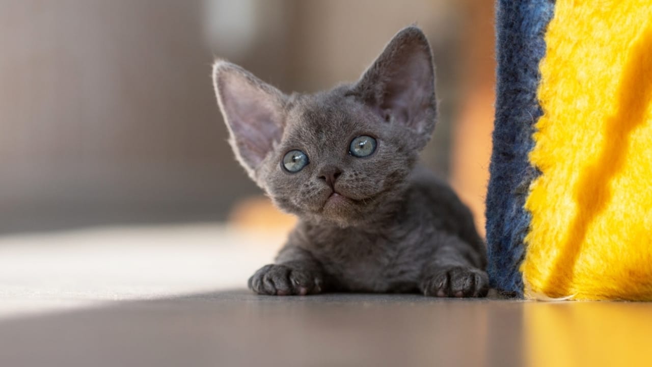 10 Stunning Gray Cat Breeds That Make Perfect Pets -