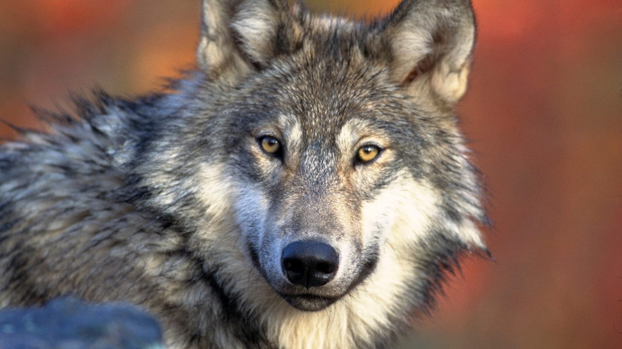 El Lobo's Last Stand: The Fight to Save Arizona's Endangered Mexican Gray Wolves - El lobo wc