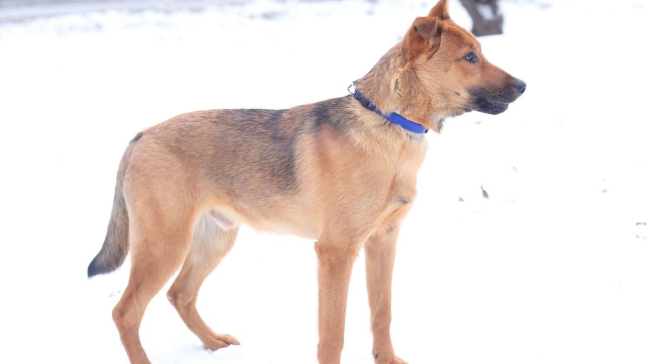 10 Rare German Shepherd Colors You Never Knew Existed - Fawn German Shepherd ss2259516841