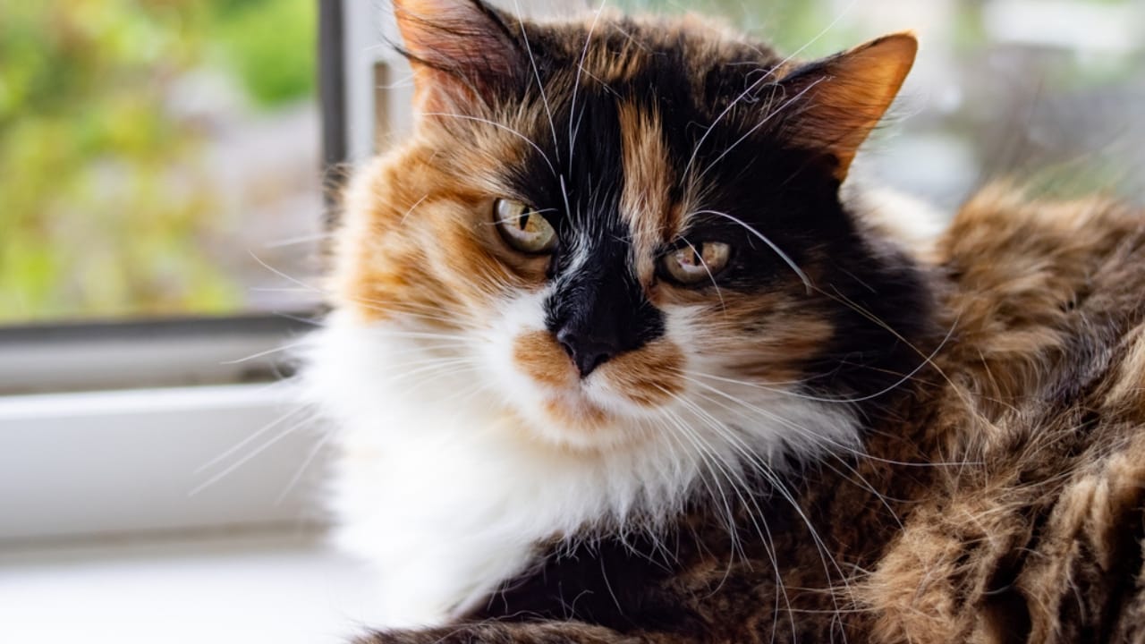 Male Calico Cats are Extremely Rare: 13 Facts Few People Know - Fluffy male calico in window dp392154572