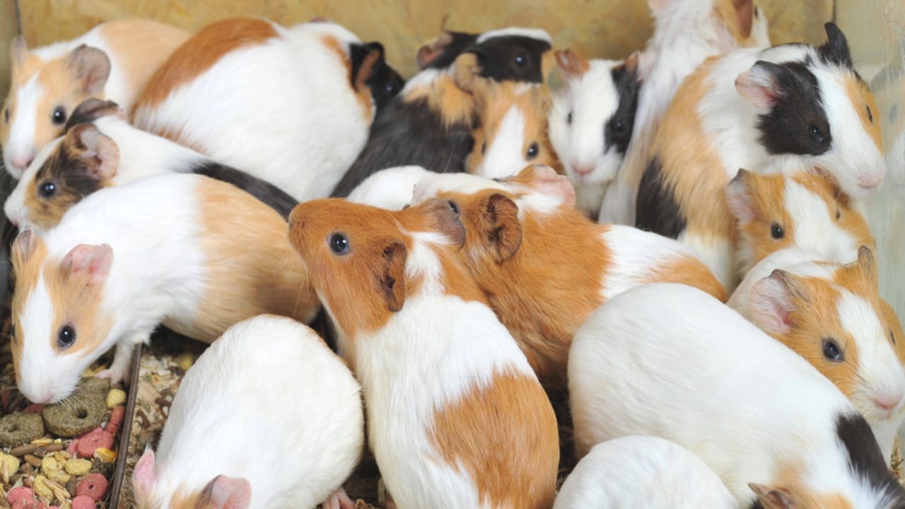 First Pet? 13 Easygoing Pets Perfect for Beginners - Guinea Pigs dp2651950