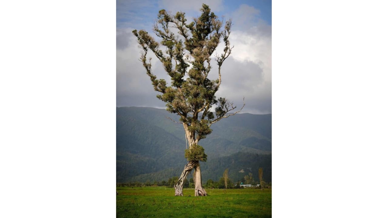New Zealand's 100-Foot "Walking Tree" Crowned Tree of the Year - Image Credit SWNS NZ Arb Tree of the Year 2