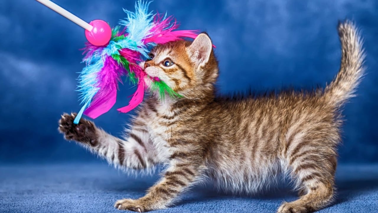 15 Unique Traits That Set Kittens Apart from Adult Cats - Kitten playing dp50146875