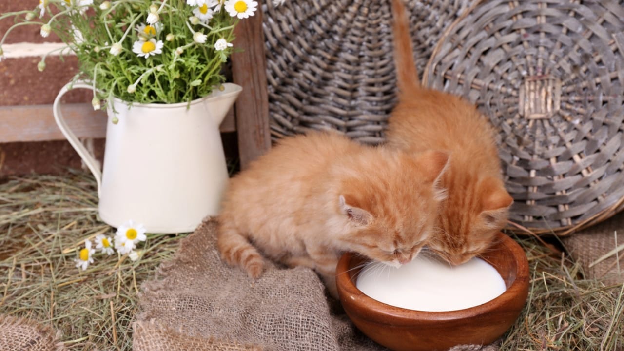 15 Unique Traits That Set Kittens Apart from Adult Cats - Kittens drinking milk dp47920127