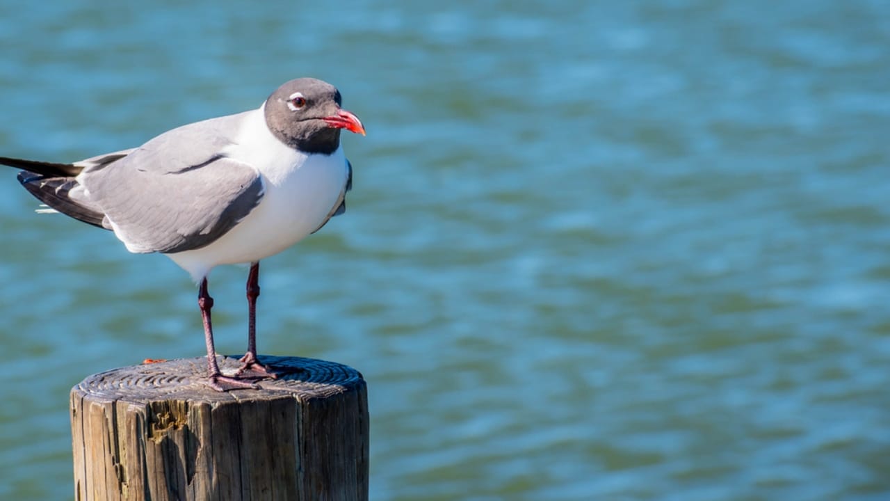18 Seaside Birds to Look Out for on Your Next Beach Day - Laughing Gulls dp310121664