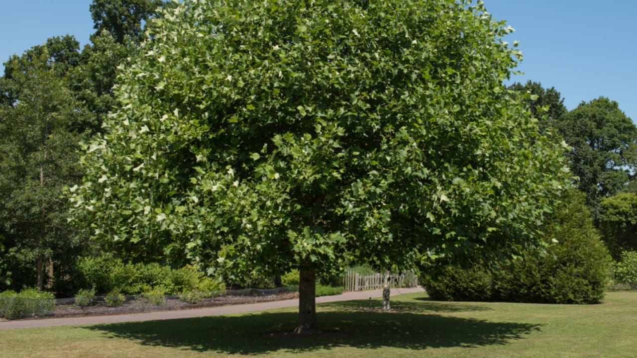 Newly Discovered Wood Type Could Revolutionize Carbon Storage - Liriodendron tulipifera ss1238156953