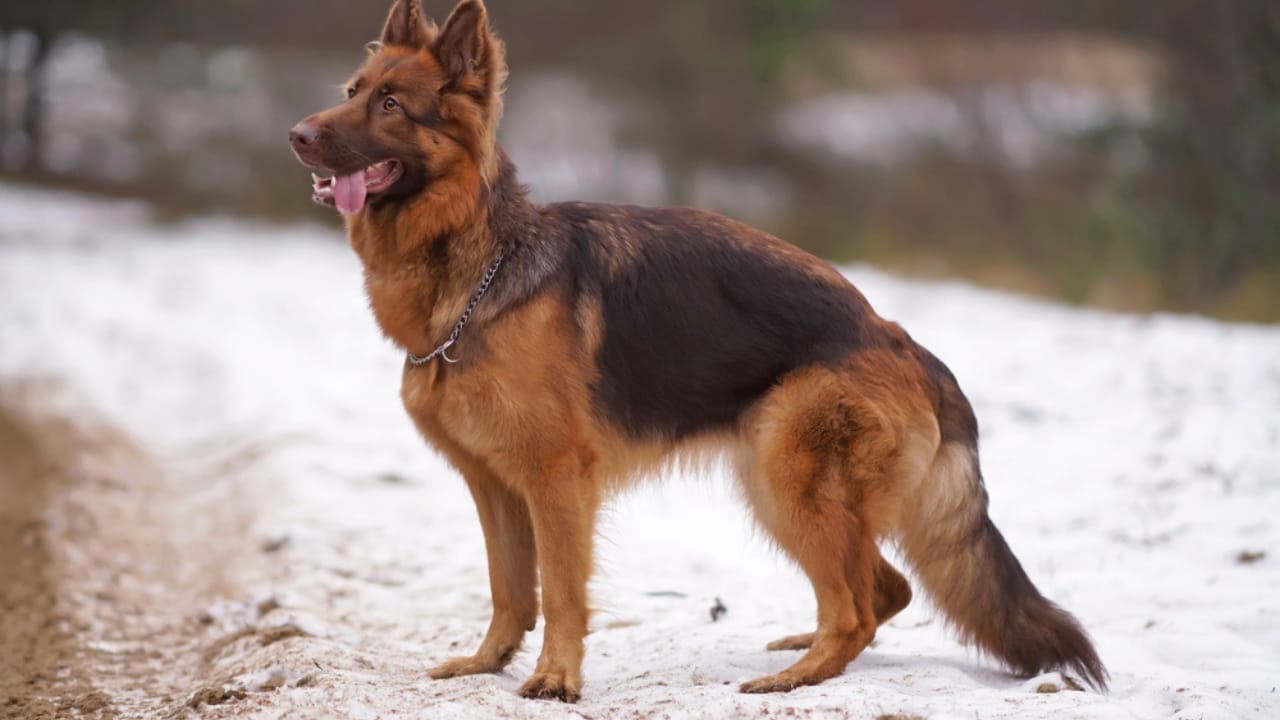10 Rare German Shepherd Colors You Never Knew Existed - Liver German Shepherd ss1944983668